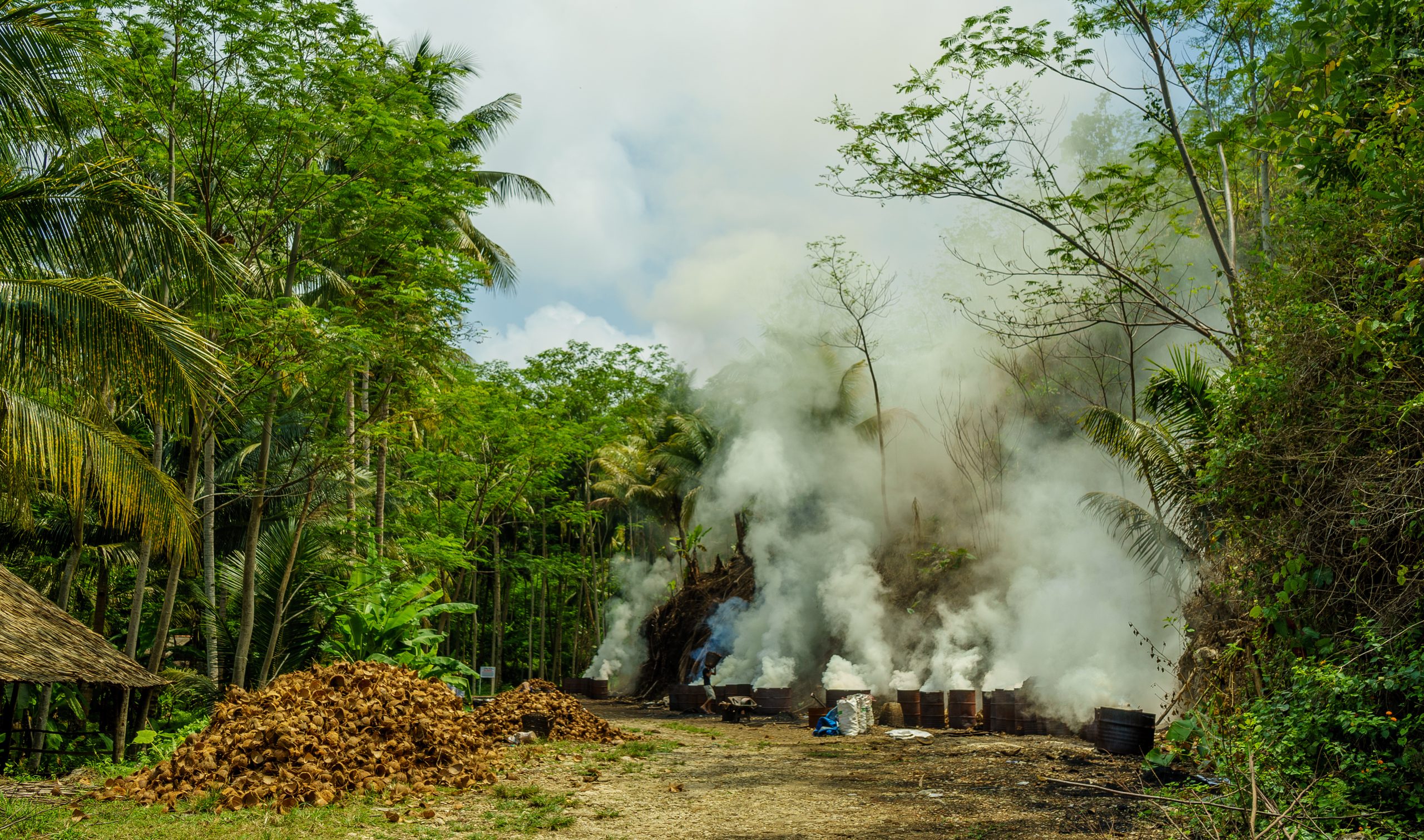 Coconut husks burning in a clearing inside a tropical plantation.