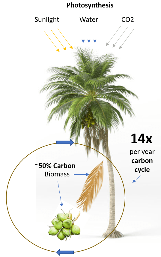 Coconut Tree Carbon Cycle